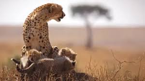 explore the mara